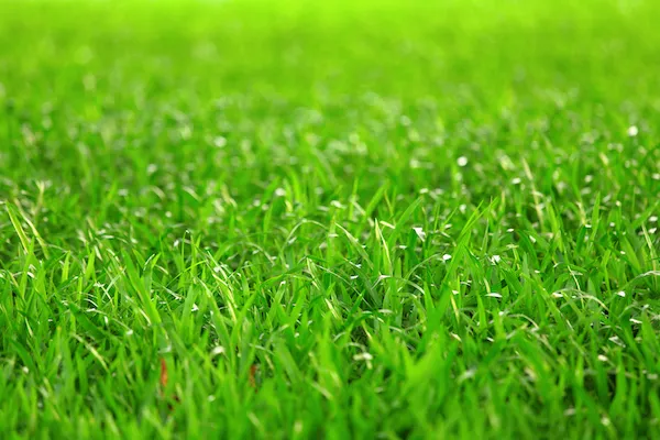 Photogrpah of grass